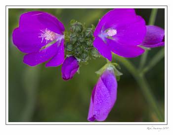 Clustered Poppie Mallow.jpg